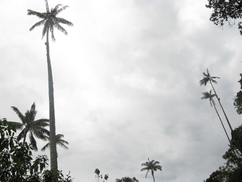 Cocora